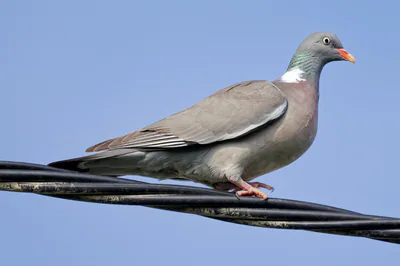 Tahtalı (Columba palumbus) — ჟუხუვი, პოლონეთი — Jakub Hałun
