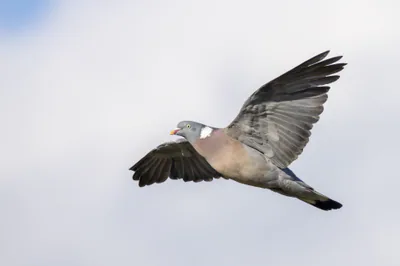 Tahtalı (Columba palumbus) — იველინი — Alexis Lours