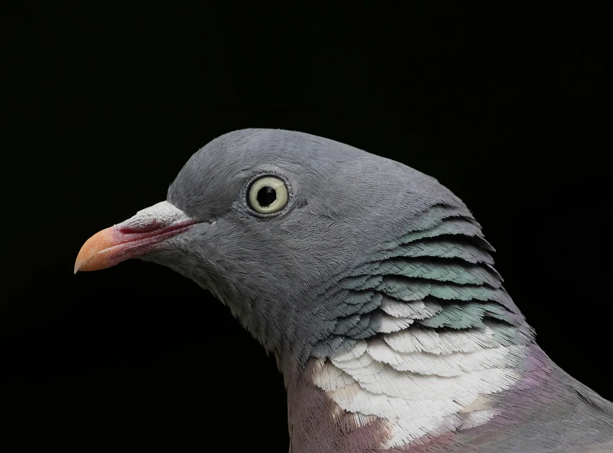 Вяхирь (Columba palumbus) Круглогодичный резидент, мигрант и зимующий гость в Грузии