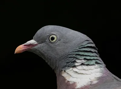 Tahtalı (Columba palumbus) — ფრანკონვილი, ვალ-დ’უაზი — Alexis Lours