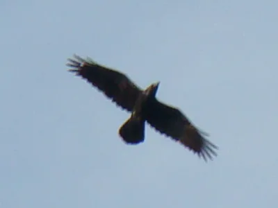 ყორანი (Corvus corax) — ნოვარაისტისის ნაკრძალი, ლიტვა — Mindaugas Urbonas