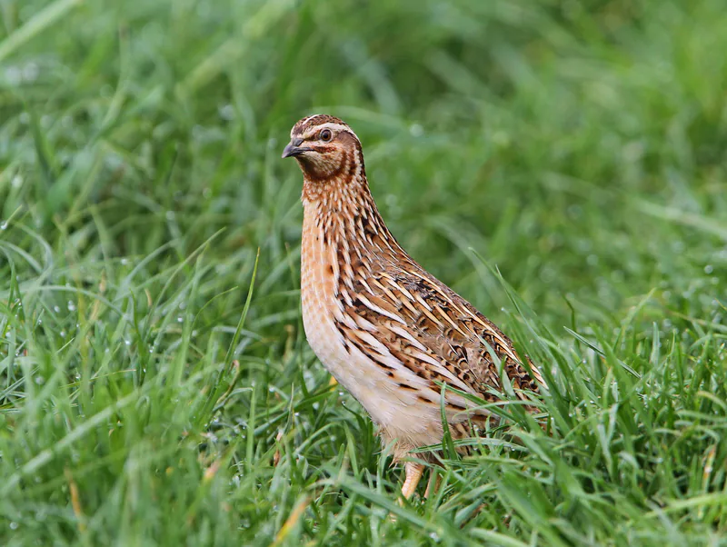 Bıldırcın (Coturnix coturnix) — ფრაუნბერგი, ბავარია — Christoph Moning