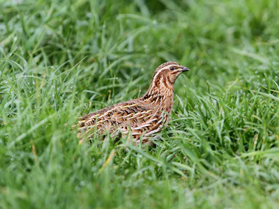 Bıldırcın (Coturnix coturnix) — ფრაუნბერგი, ბავარია — Christoph Moning