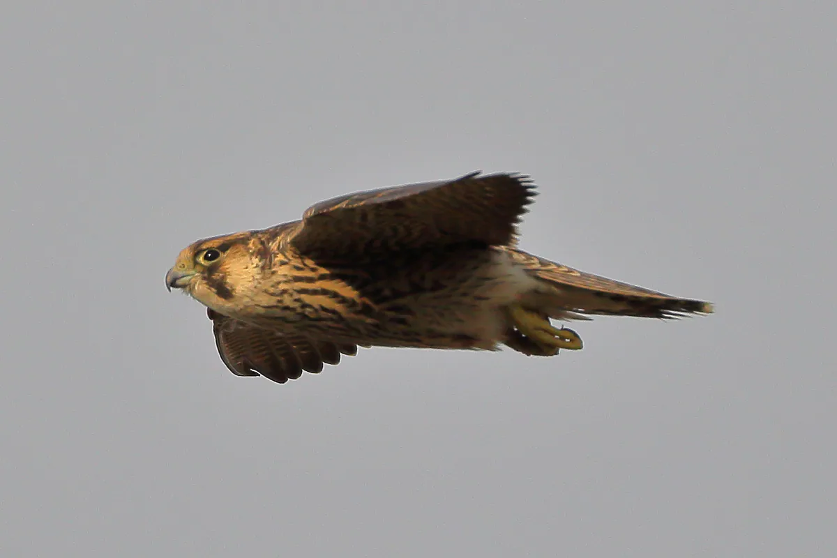 Сапсан (Falco peregrinus) Круглогодичный резидент и мигрант в Грузии