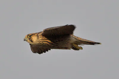 Сапсан (Falco peregrinus) — ლა კანიადა, ავილა — Juan Lacruz