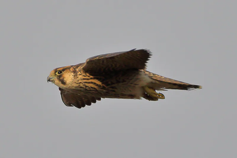 Сапсан (Falco peregrinus) — ლა კანიადა, ავილა — Juan Lacruz