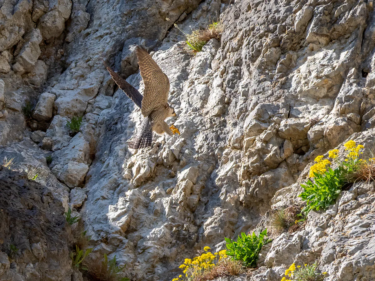 შავარდენი (Falco peregrinus) — ფრანკონიის შვეიცარია, ბავარია — Ermell