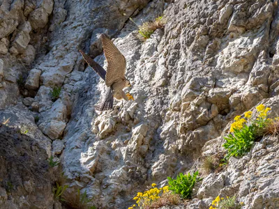Сапсан (Falco peregrinus) — ფრანკონიის შვეიცარია, ბავარია — Ermell