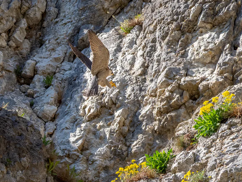 შავარდენი (Falco peregrinus) — ფრანკონიის შვეიცარია, ბავარია — Ermell