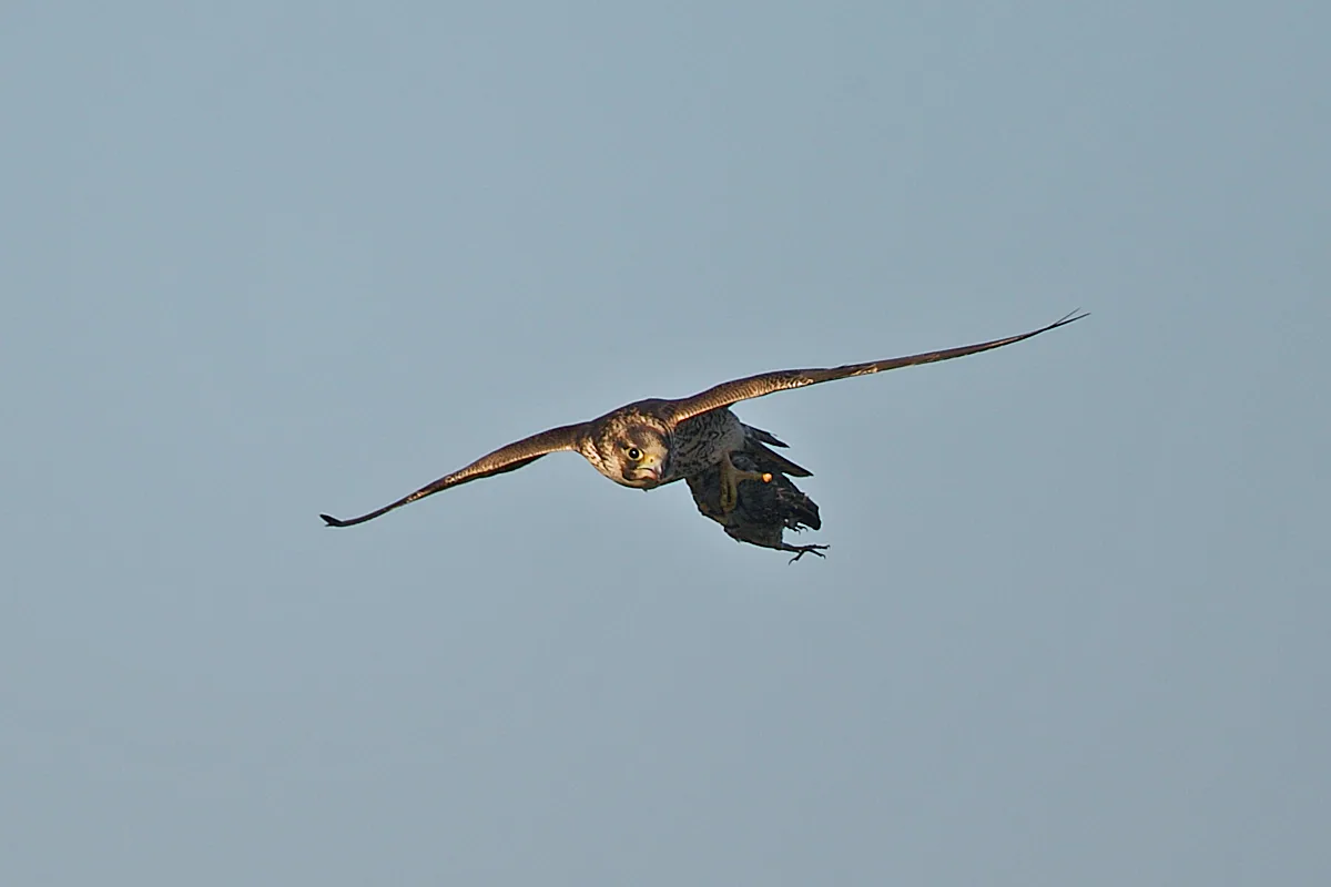 შავარდენი (Falco peregrinus) — ლა კანიადა, ავილა — Juan Lacruz
