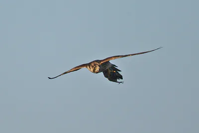 Сапсан (Falco peregrinus) — ლა კანიადა, ავილა — Juan Lacruz