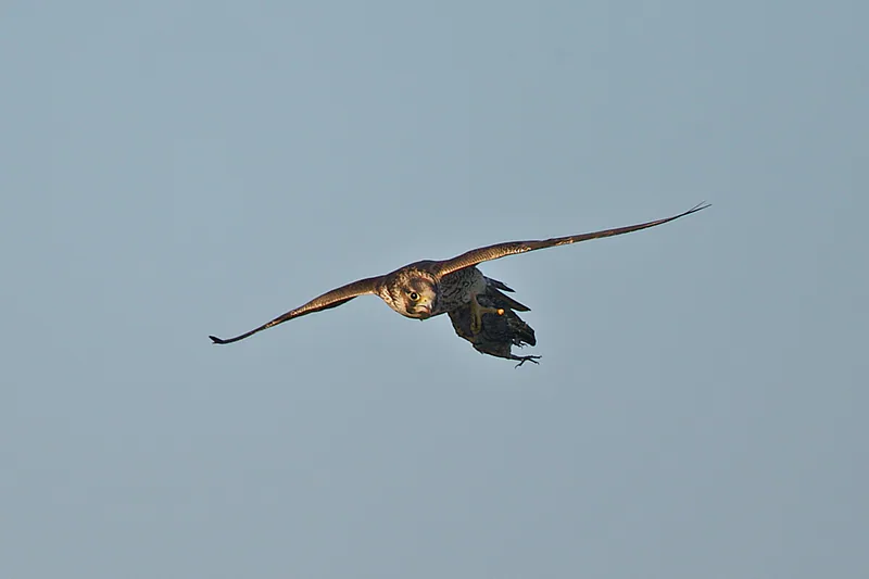 შავარდენი (Falco peregrinus) — ლა კანიადა, ავილა — Juan Lacruz