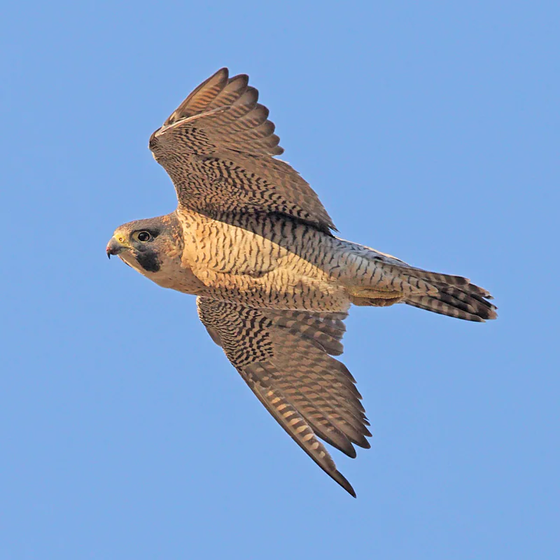 Сапсан (Falco peregrinus) — ლა კანიადა, ავილა — Juan Lacruz
