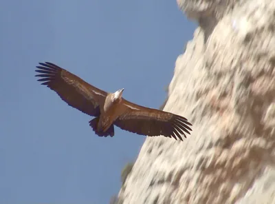 Белоголовый сип (Gyps fulvus) — მონსეკი, ლერიდა — BirdingInSpain