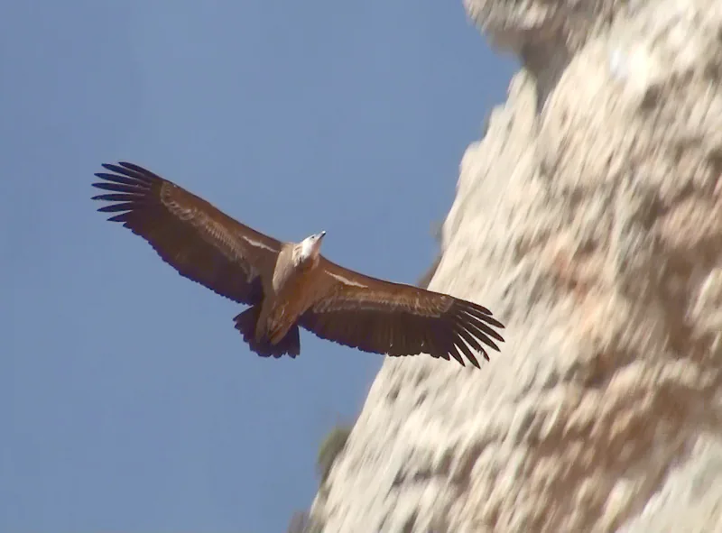 ორბი (Gyps fulvus) — მონსეკი, ლერიდა — BirdingInSpain
