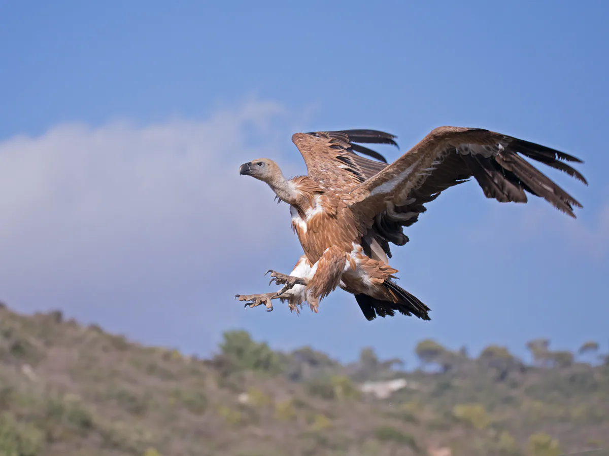 Белоголовый сип (Gyps fulvus) Круглогодичный резидент и мигрант в Грузии