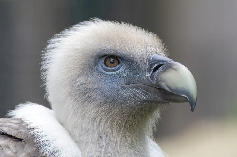 ორბი (Gyps fulvus) — პარიზის ზოოლოგიური პარკი — Alexis Lours