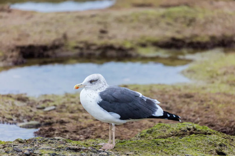 Клуша (Larus fuscus) — Кадис — Diego Delso