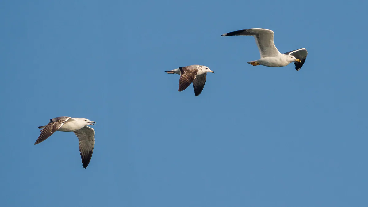 Küçük kara sırtlı martı (Larus fuscus) — Mike Prince