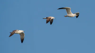Клуша (Larus fuscus) — Пролётный мигрант и зимующий гость в Грузии — Mike Prince