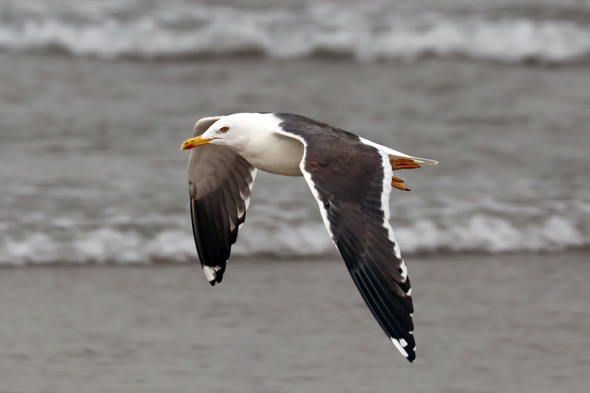 Клуша (Larus fuscus) Пролётный мигрант и зимующий гость в Грузии