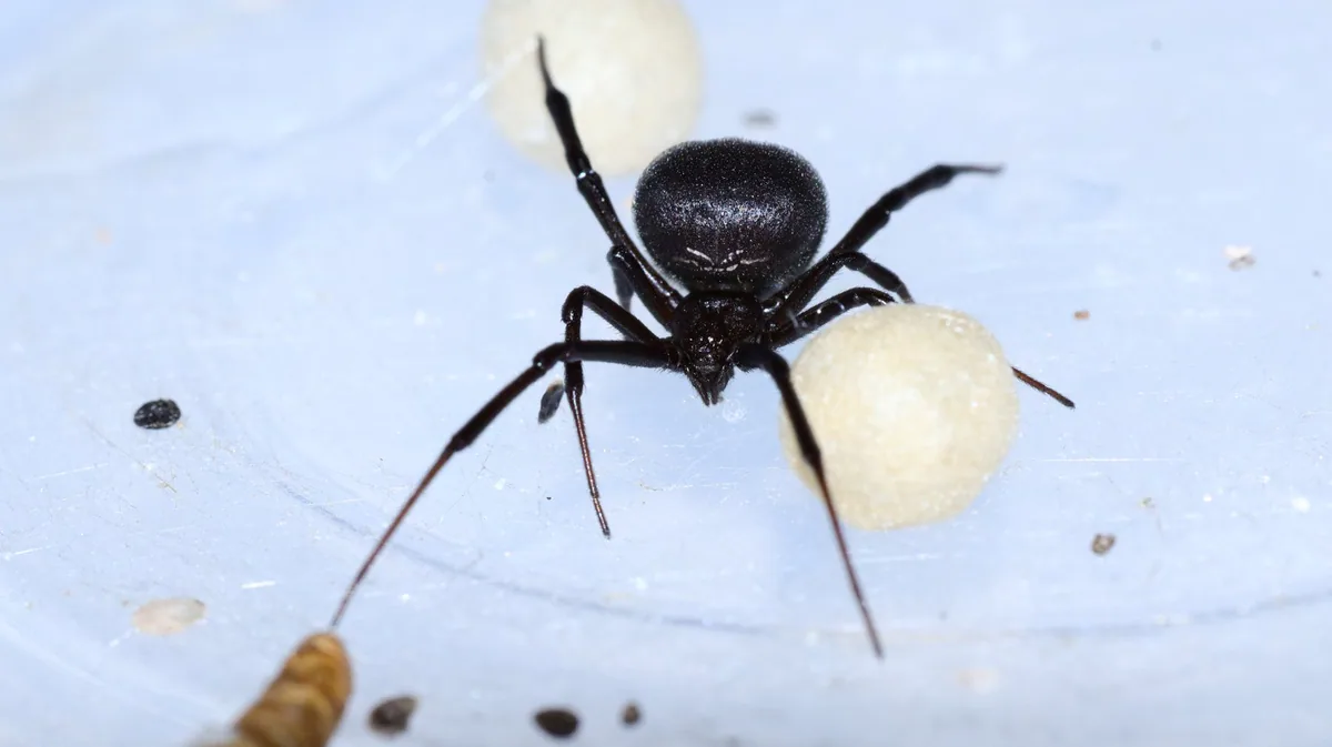 แงแแ แแงแฃแ แแ (Latrodectus tredecimguttatus) แแฆแแแกแแแแแแแก แกแขแแแ แแ แฅแแ แแแ