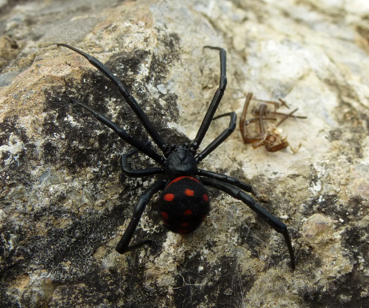 ყარაყურთი (Latrodectus tredecimguttatus) — კორტე, კორსიკა — Sphoo