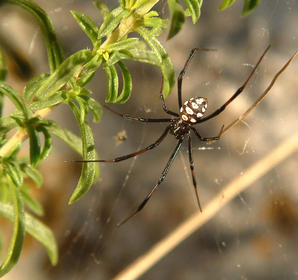 ყარაყურთი (Latrodectus tredecimguttatus) — ხორვატია — K. Korlević