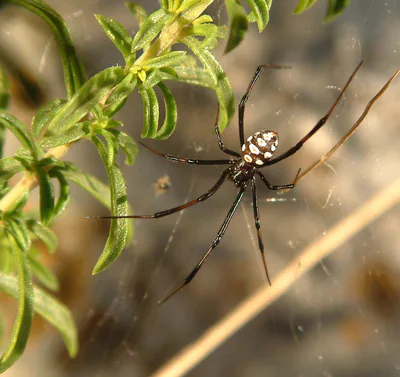 ყარაყურთი (Latrodectus tredecimguttatus) — ხორვატია — K. Korlević