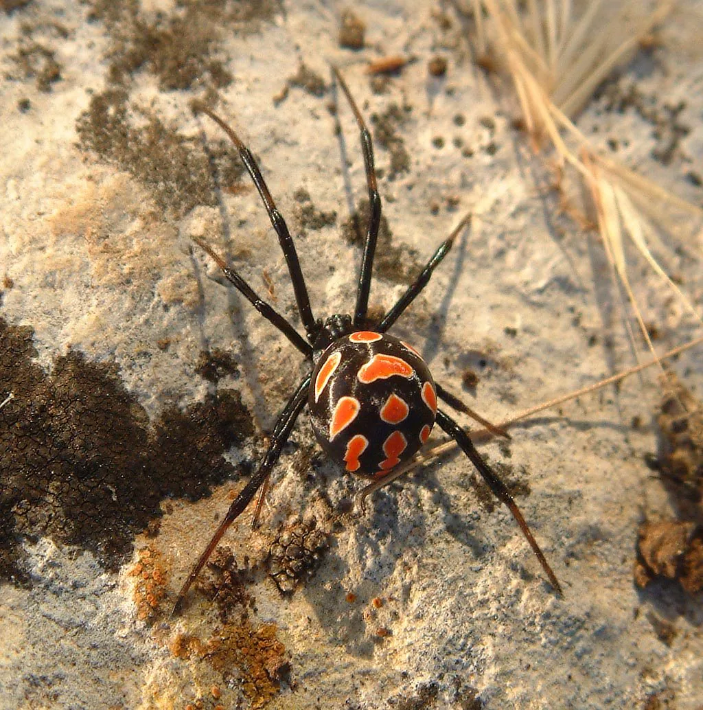 ყარაყურთი (Latrodectus tredecimguttatus) აღმოსავლეთის სტეპი და ქართლი