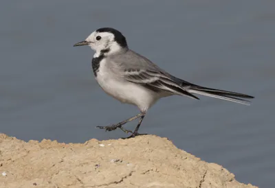 თეთრი ბოლოქანქარა (Motacilla alba) — თუზლა, კარათაში, ადანა — Zeynel Cebeci
