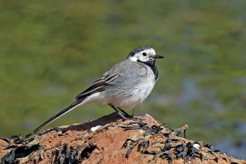 თეთრი ბოლოქანქარა (Motacilla alba) — ლაჰემაას ეროვნული პარკი, ესტონეთი — Charles J. Sharp