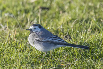 თეთრი ბოლოქანქარა (Motacilla alba) — მარკენი, ნიდერლანდები — Charles J. Sharp
