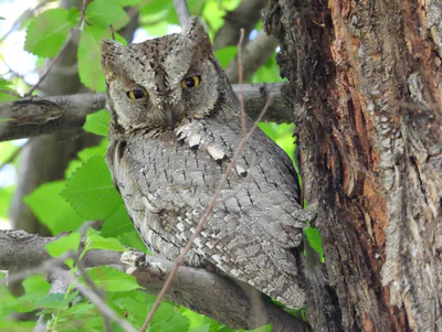 Сплюшка (Otus scops) — ტაშკენტის ბოტანიკური ბაღი — Carpodacus