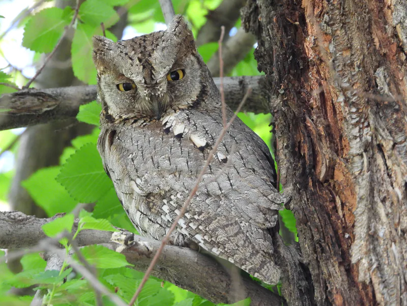 Сплюшка (Otus scops) — ტაშკენტის ბოტანიკური ბაღი — Carpodacus