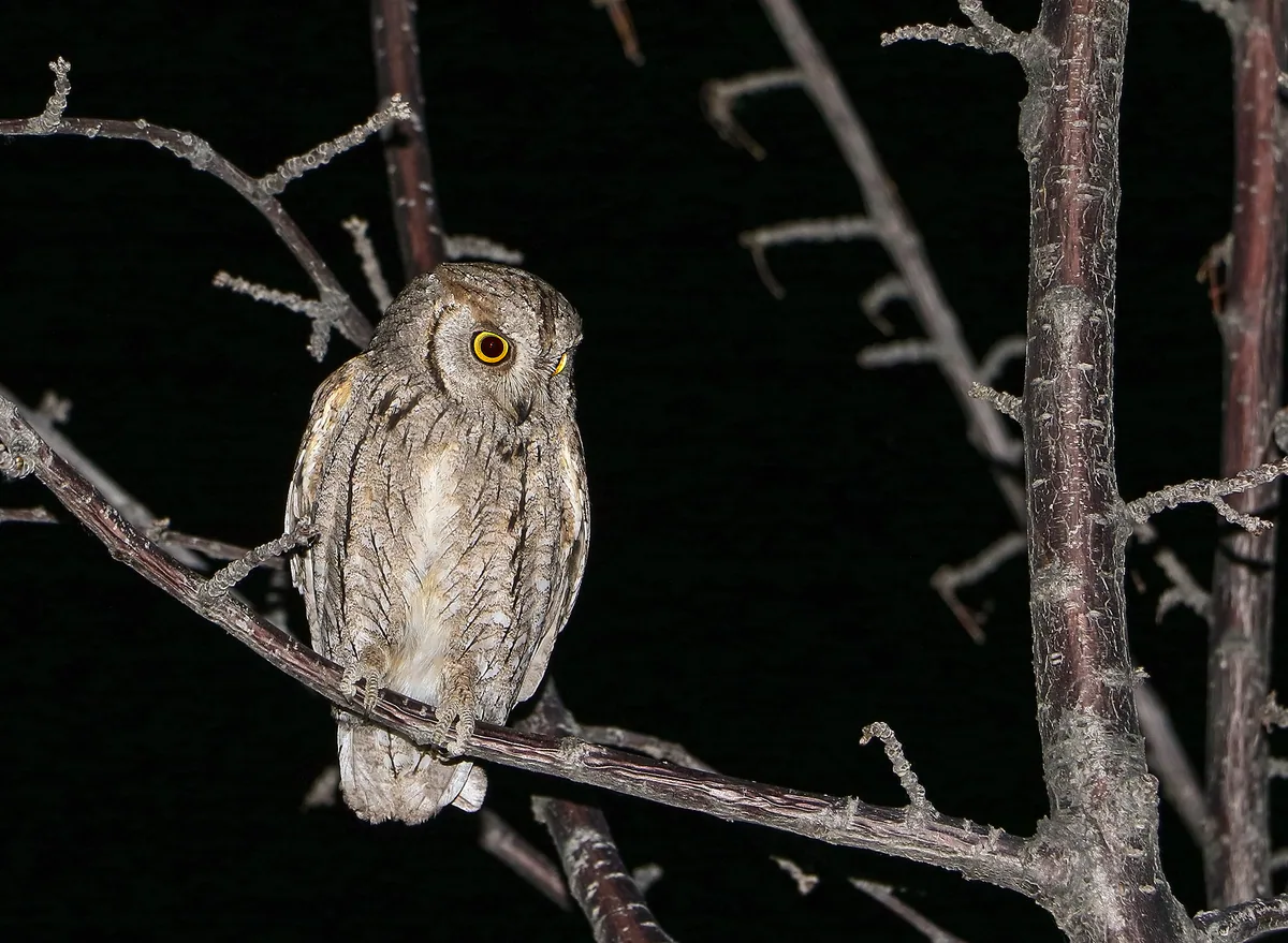 Eurasian scops owl (Otus scops) Breeding migrant in Georgia