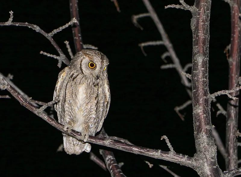 Сплюшка (Otus scops) — ჯუტიალი, გილგიტი — Imran Shah