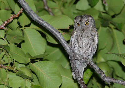Сплюшка (Otus scops) — პაკისტანი — Imran Shah