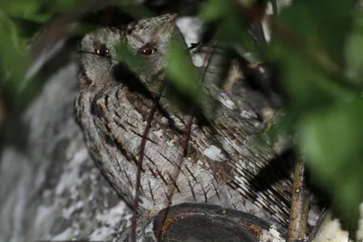 Сплюшка (Otus scops) — ტაშკენტი — Ron Knight