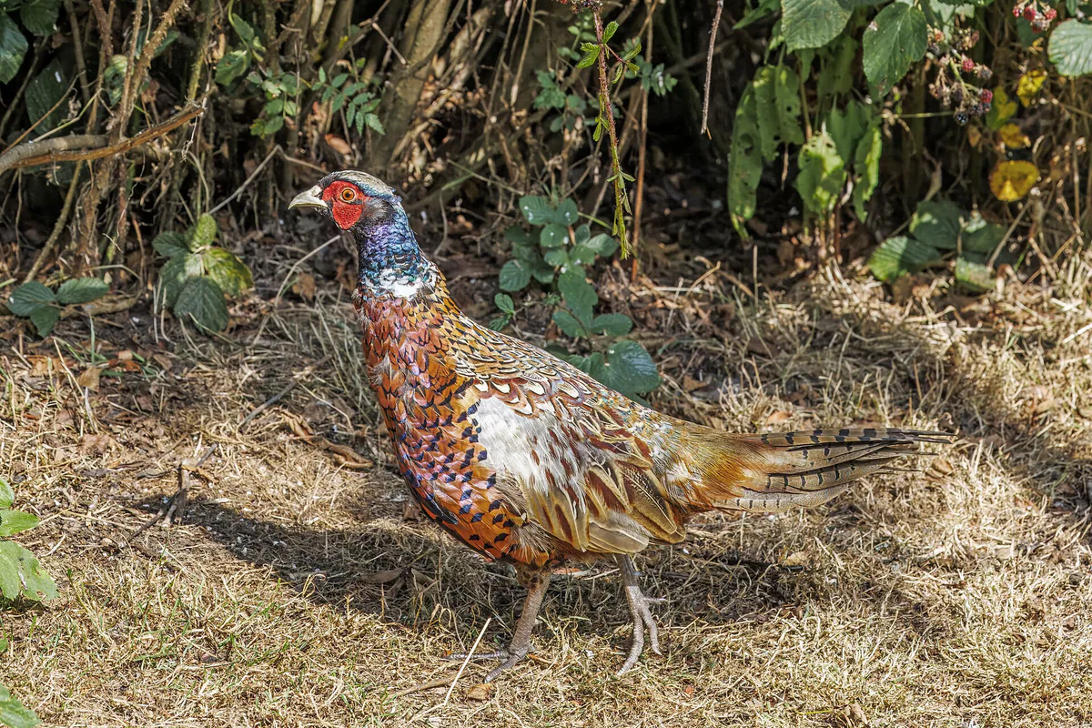 Common pheasant (Phasianus colchicus) — Lost Gardens of Heligan, Cornwall — Charles J. Sharp