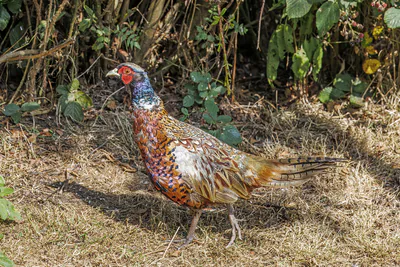 ხოხობი (Phasianus colchicus) — ჰელიგანის ბაღები, კორნუოლი — Charles J. Sharp