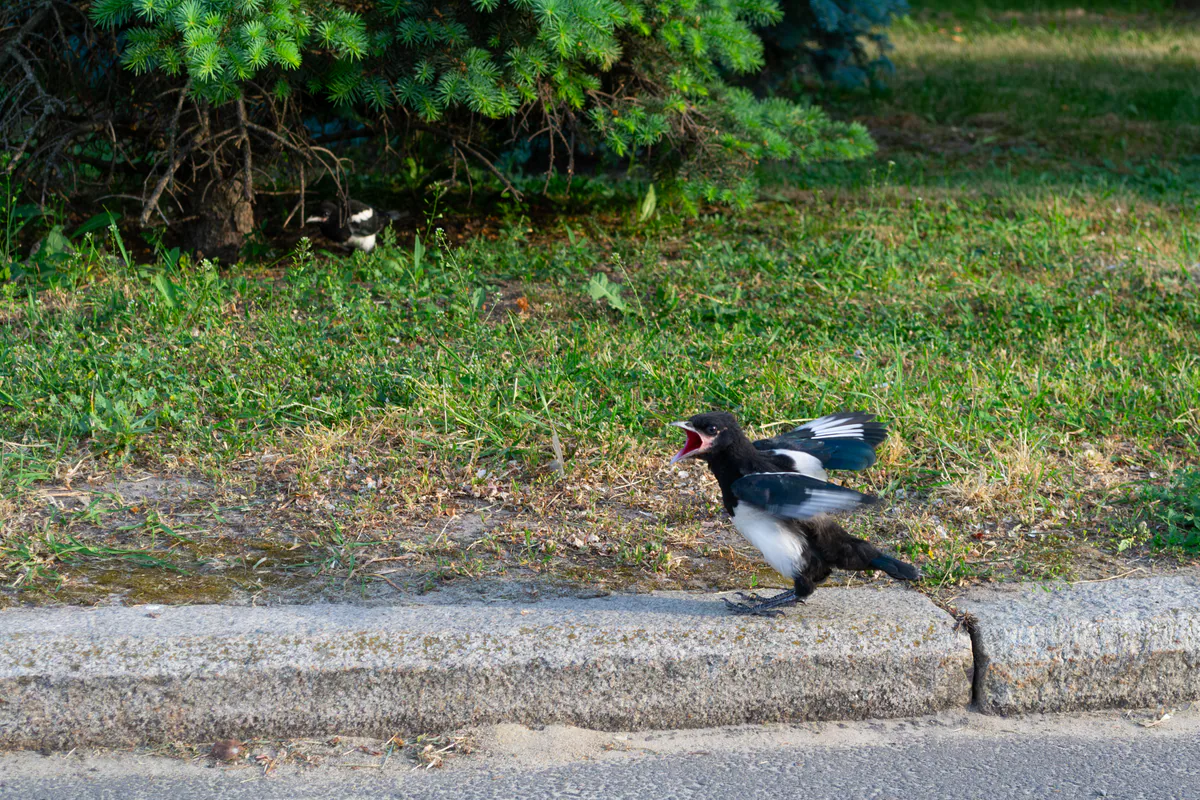 Eurasian magpie (Pica pica) — Kharkiv — Lystopad