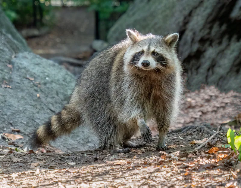 Raccoon (Procyon lotor) — Central Park — Rhododendrites