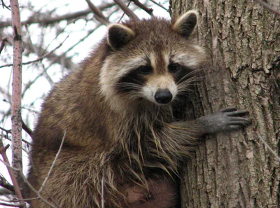 Raccoon (Procyon lotor) — Ottawa — D. Gordon E. Robertson