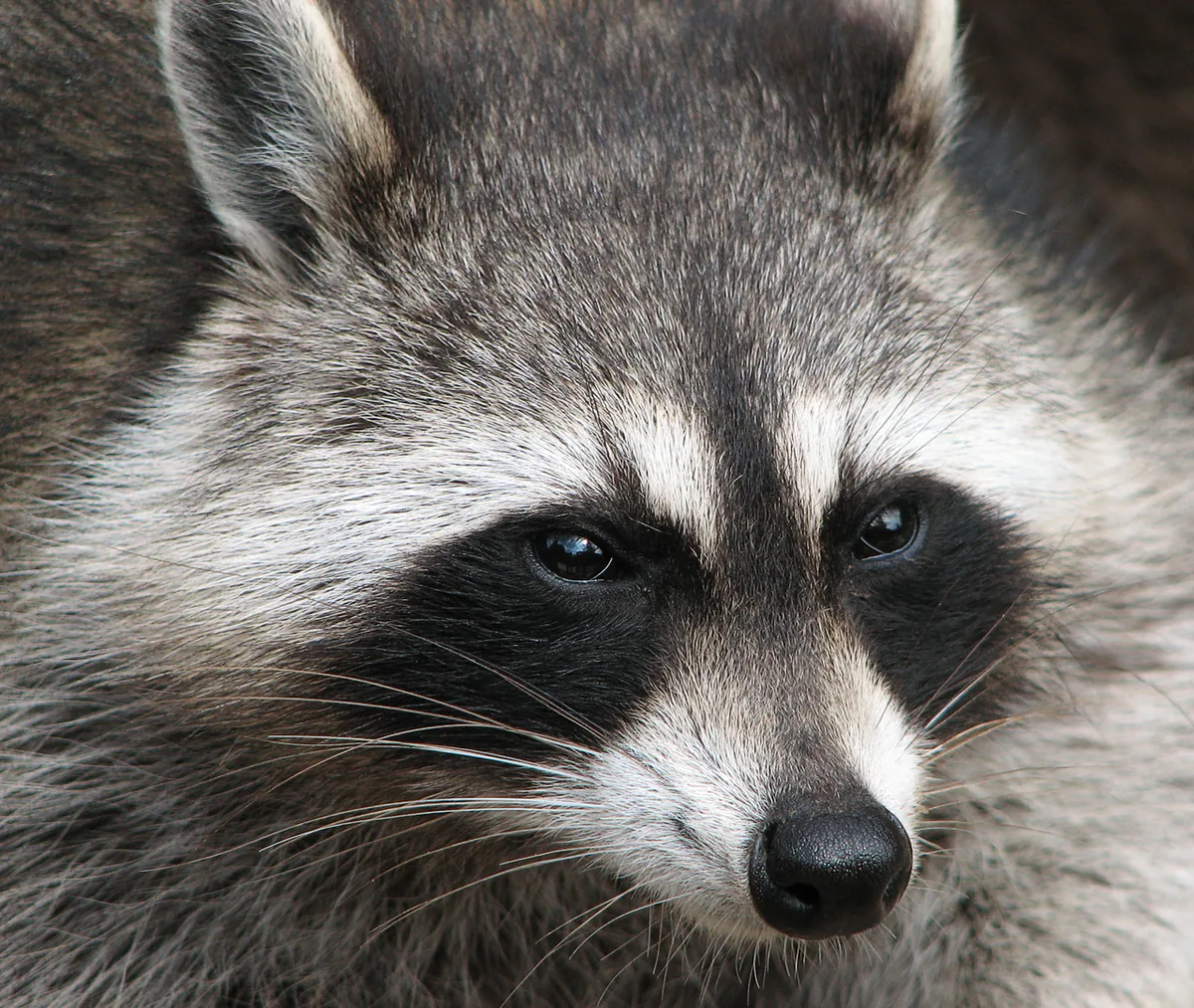Raccoon (Procyon lotor) — Introduced in Georgia — Darkone