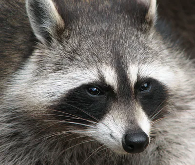 Raccoon (Procyon lotor) — Introduced in Georgia — Darkone