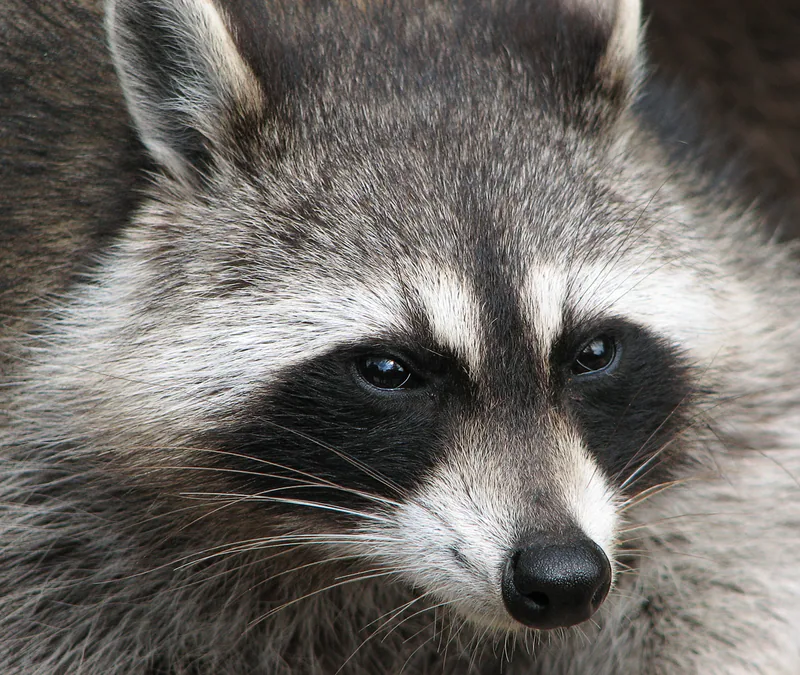 Raccoon (Procyon lotor) — Introduced in Georgia — Darkone