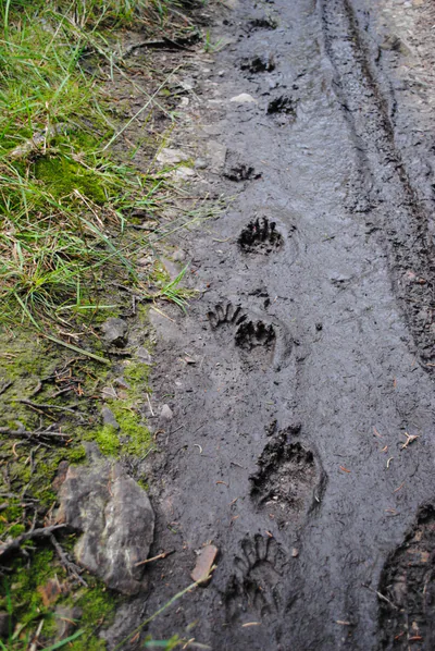 Raccoon (Procyon lotor) — Harz — Gormo