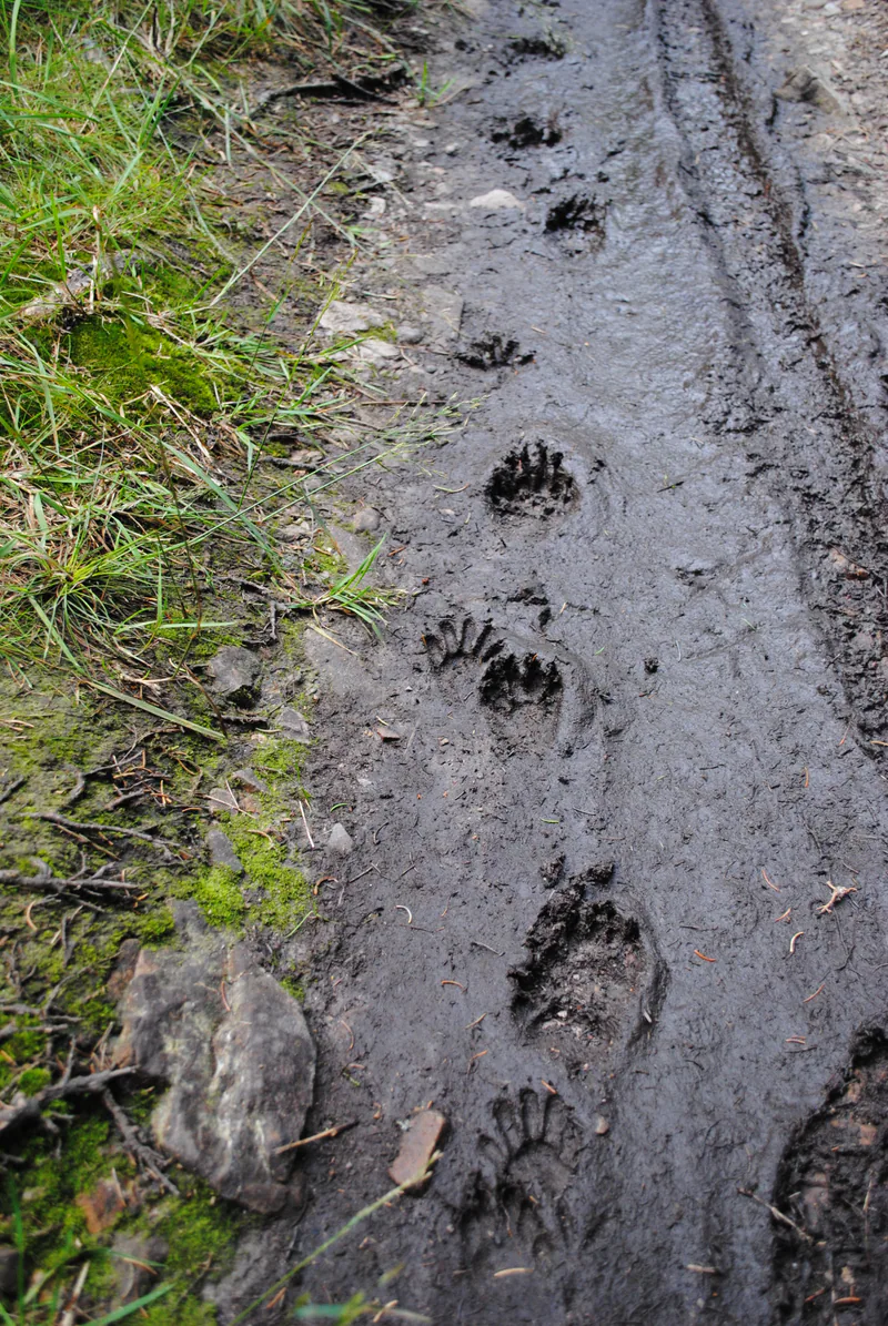 Raccoon (Procyon lotor) — Harz — Gormo