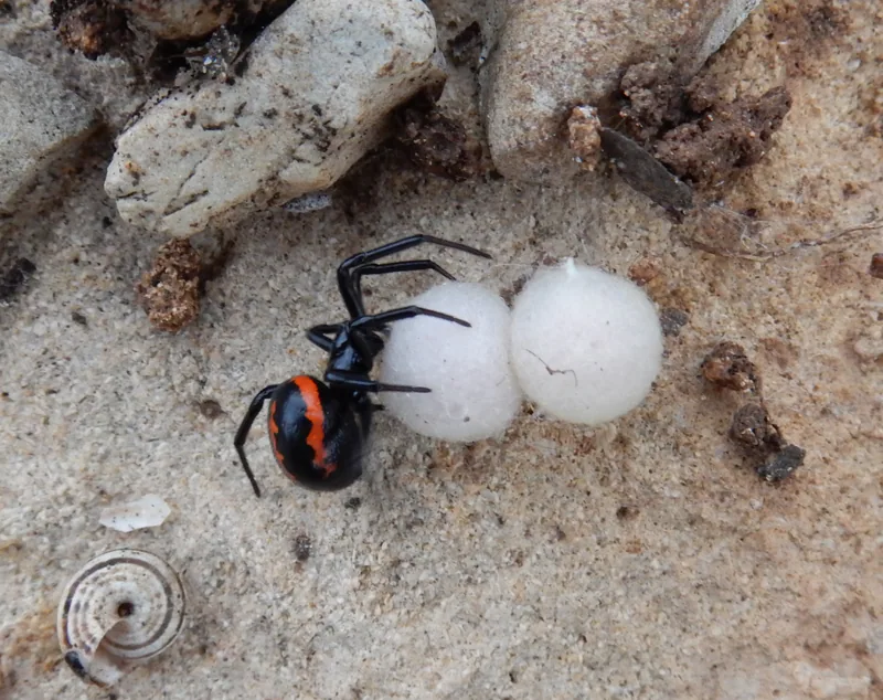 Ложный каракурт (Steatoda paykulliana) — Рош-ха-Никра, Израиль — DinaKuzia